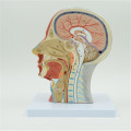 China Suppliers anatomical human size plastic brain